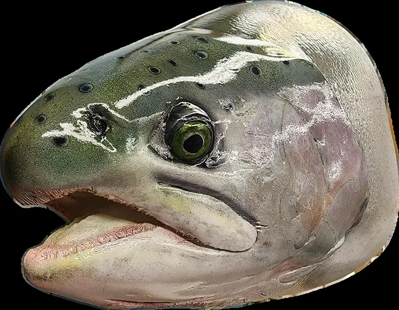 WIP steelhead